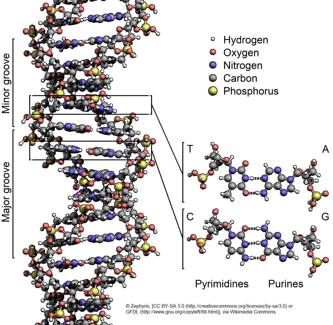 EDU-ARCTIC-POLARPEDIA-entry-illustration-DNA.jpg